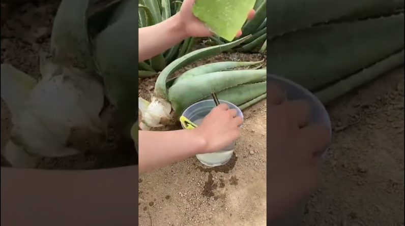 Maxresdefault 133 796x445